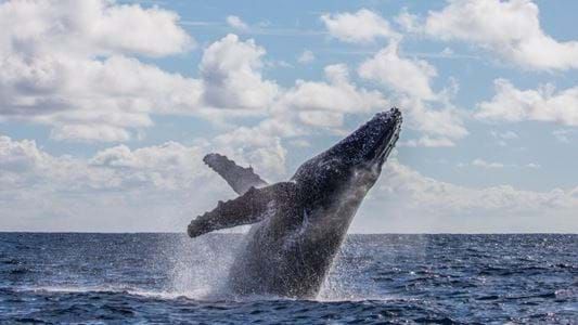 Las ballenas han dejado de cantar y otros datos científicos aleatorios que te perdiste este mes