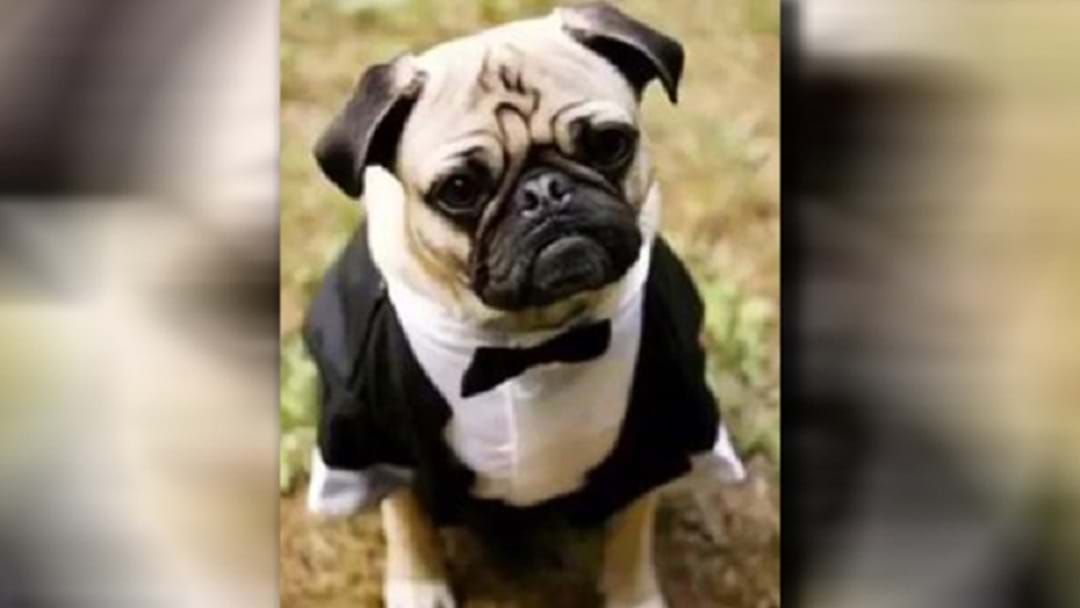 Article heading image for American Woman Blows Government Cash On Dog Tuxedo