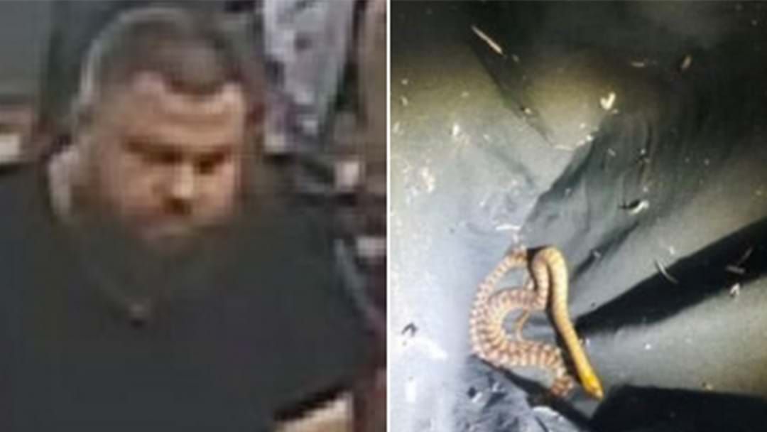Article heading image for Police Want To Speak To This Bloke After 3 Snakes Were Found In The Post