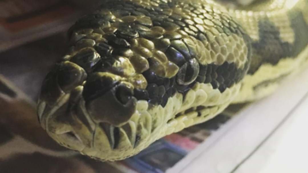 Article heading image for Python On Ice Sent To Wildlife Rehab