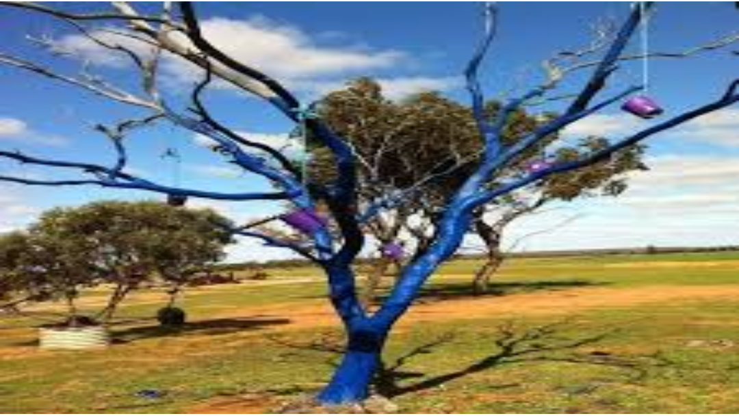 Article heading image for Blue Tree Project gathering momentum across the Wheatbelt