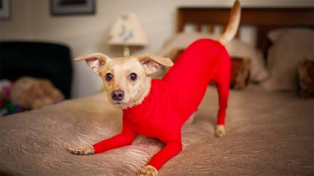 Article heading image for Get Your Dog A Special Onesie To Stop It From Shedding Inside