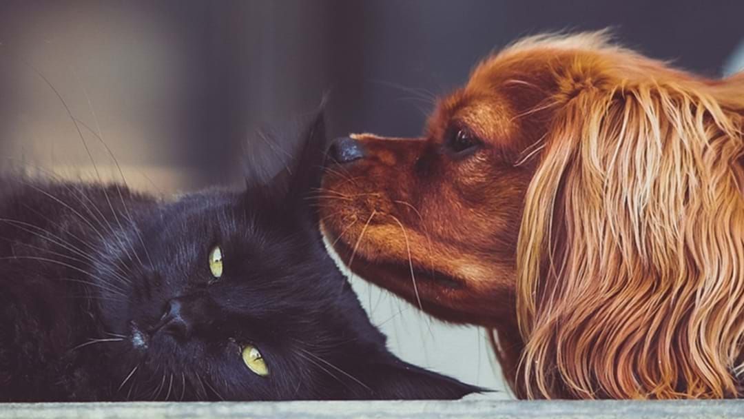 Article heading image for Renting With Pets: Your Rights As A Tenant In NSW