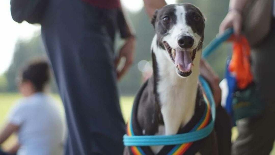 Article heading image for Join In On The Great Global Greyhound Walk In Shepparton This June!