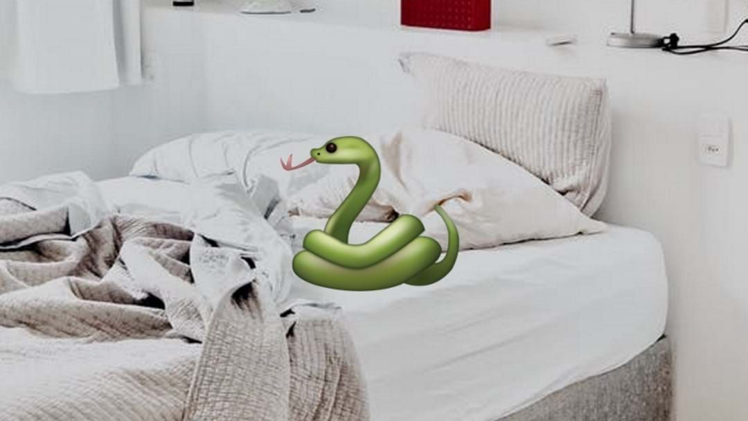 Article heading image for Townsville Snakes Looking For Warmth On The Streets And In The Sheets 