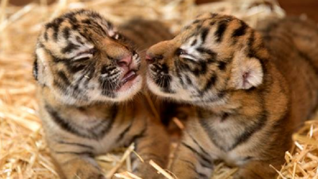 Dreamworld's newborn tiger cubs snuggle up to mum