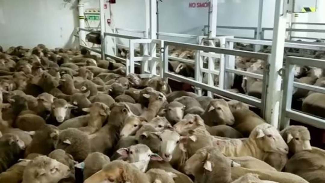 Article heading image for Live Sheep Exports Review Follows ‘Shocking’ Footage Expose