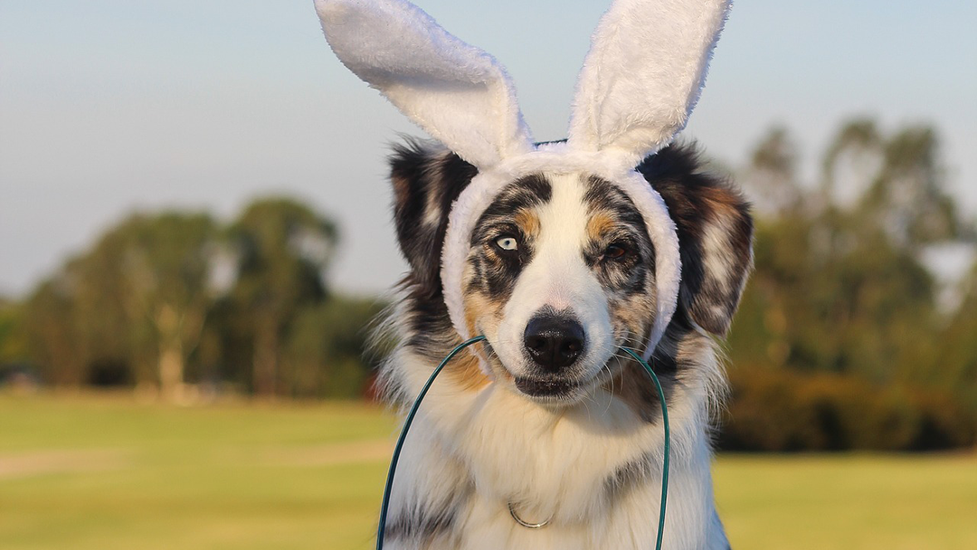 Article heading image for Melbourne Is Getting An Easter Egg Hunt For Dogs