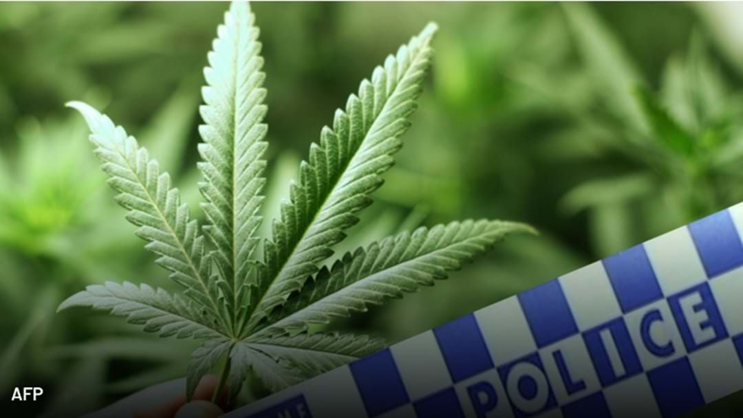 Article heading image for SA Police Seize 80kg Cannabis In Northern Suburbs Raid