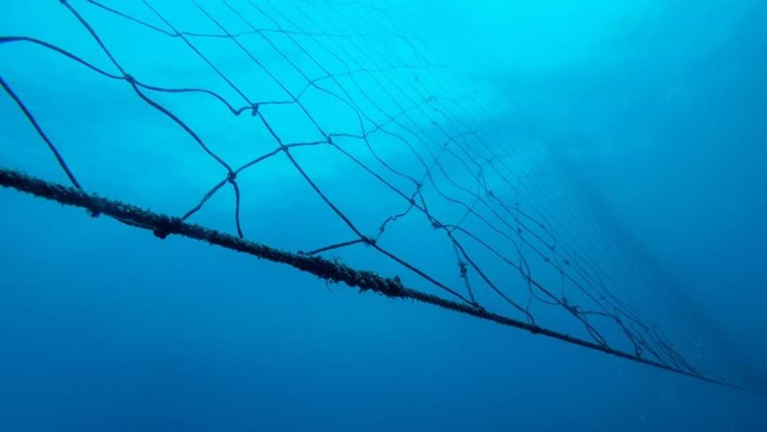 Article heading image for New Shark Nets To Be Rolled Out Across North Queensland 