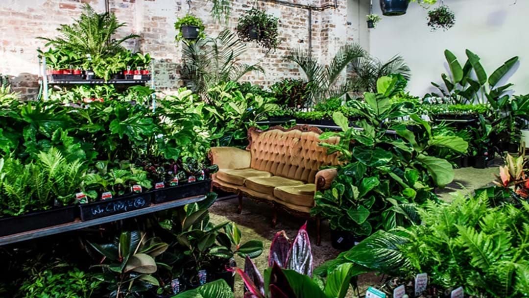 Article heading image for A Massive Indoor Plant Sale Is Coming To Adelaide This Weekend Only