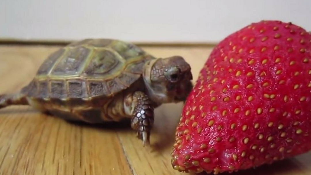 Article heading image for Turtle Eats Strawberry