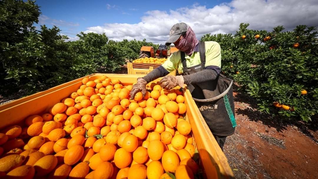 Farm Workers Historic Win Over Guaranteed Minimum Wage Hit Network