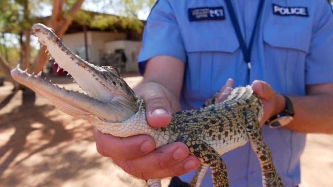 Article heading image for 11 Hatchlings Have Escaped A Crocodile Park In Broome