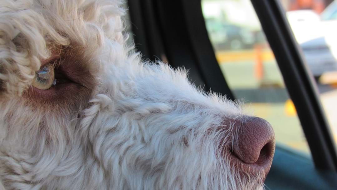 Article heading image for Please Share: Kymba's Emotional Plea To NOT Leave Your Dog In The Car #Perth
