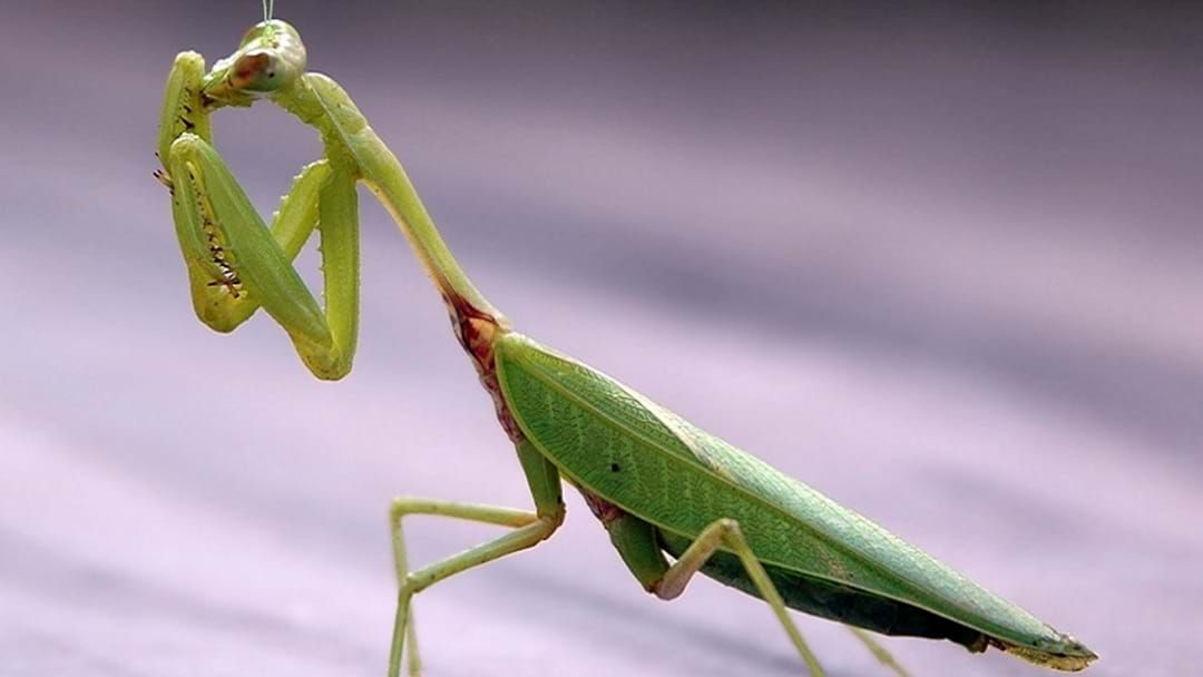 Article heading image for This Child Kept A Praying Mantis As A Secret Pet...And Then It Gave Birth