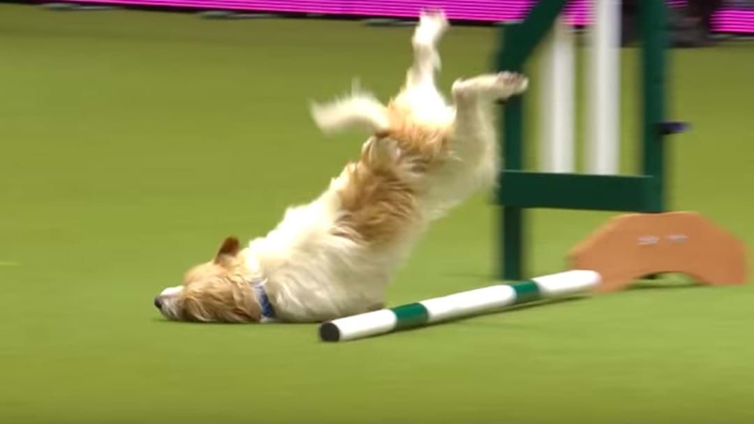 Article heading image for Jack Russell Wins The Internet With Hilarious Dog Show Fail