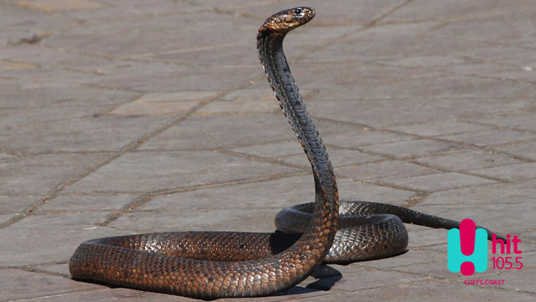 Article heading image for It's Snake Season - Here's how to keep safe!
