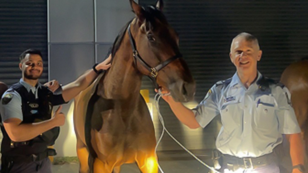 Article heading image for Three Horses Home Safe After Police Chase In Sydney’s South