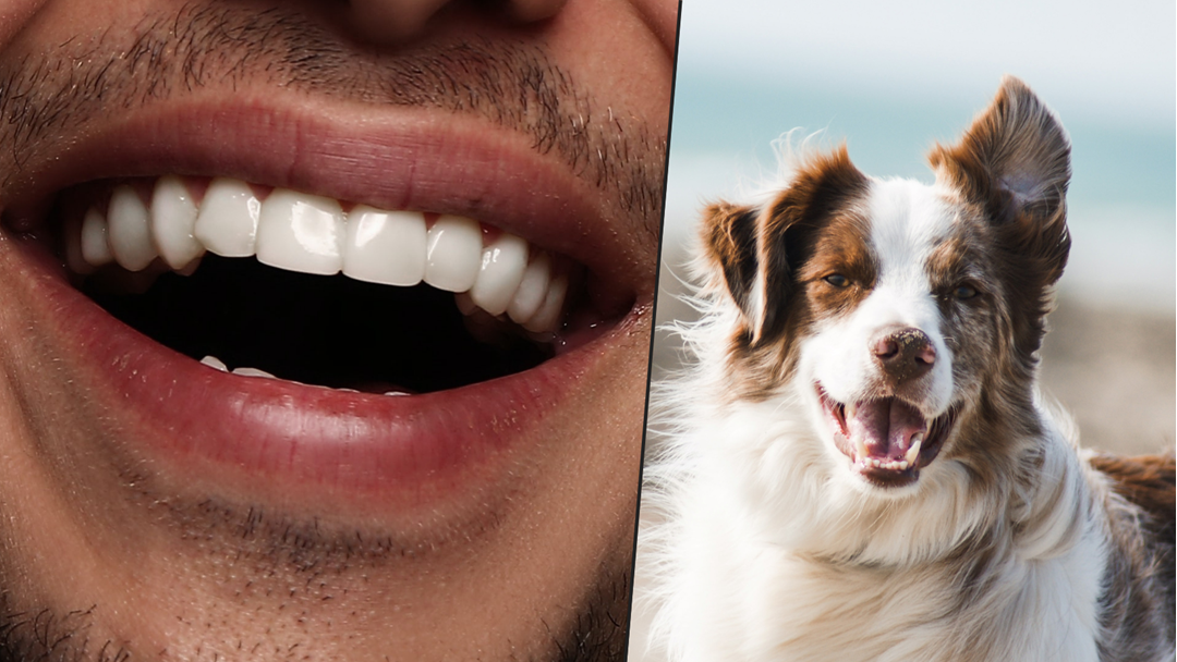 Article heading image for ‘A Dog Called Pubes Knocked My Front Teeth Out’