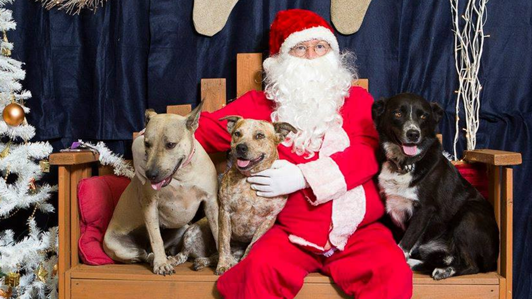 Here's Everything You Need To Know About Getting Santa Photos With Your