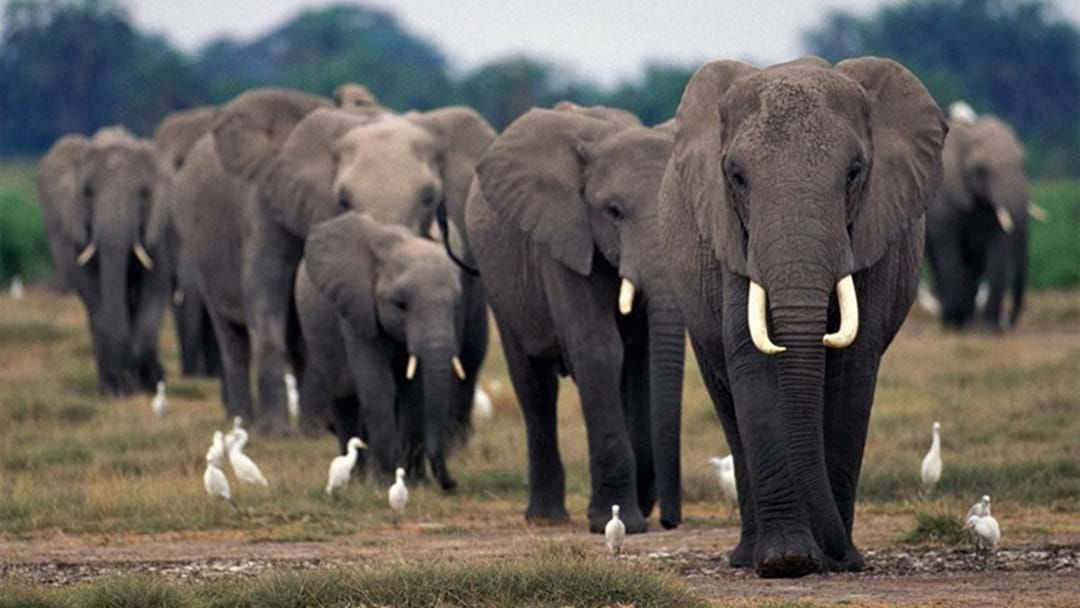 Article heading image for 87 Elephants Found Dead In Wildlife Sanctuary 