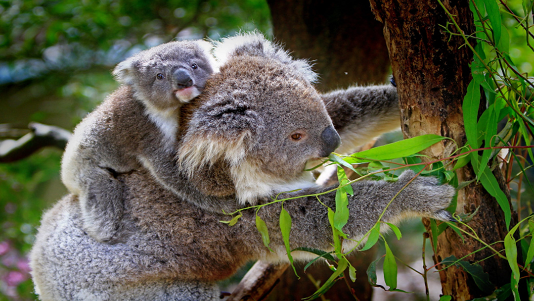 Article heading image for Out Of Gift Ideas? Adopt A Koala For Christmas!