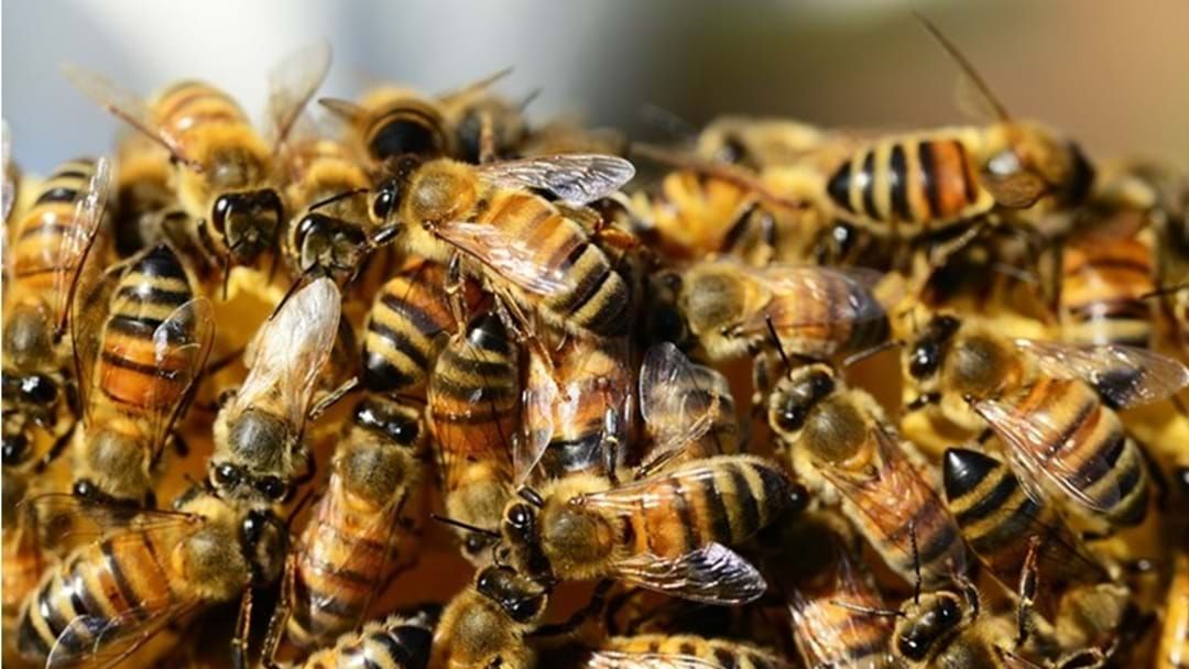 Article heading image for 4-Year Old Stung Sixteen Times by Swarm of Bees 