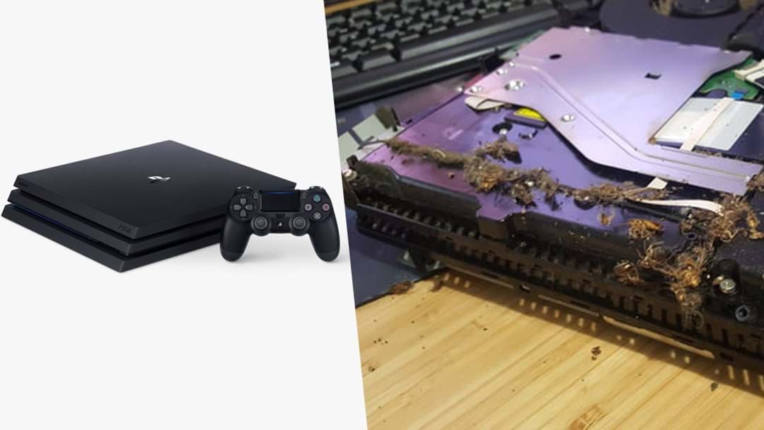 Article heading image for Your PS4 Might Be Filled With Dead Cockroaches 