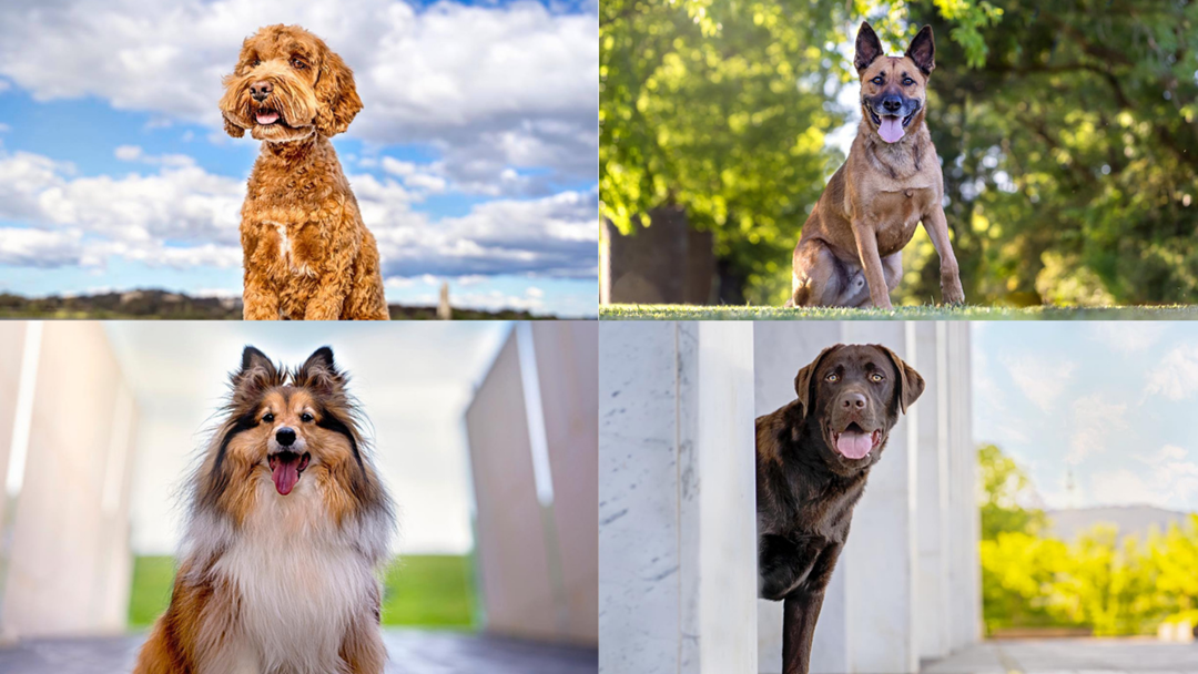 Article heading image for The search begins for Canberra's picture perfect pooches