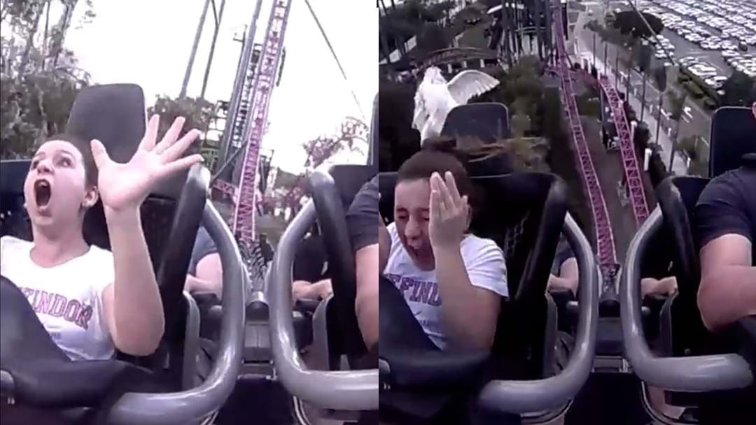 Article heading image for Ibis Bird Slaps Girl In Face On Movie World Rollercoaster