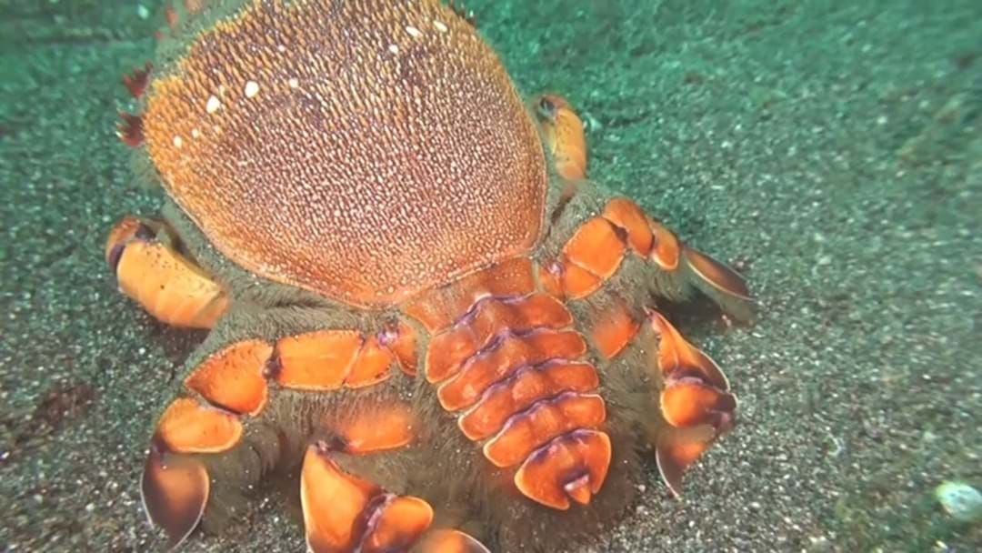 Article heading image for Mackay residents looking to get their hands on spanner crabs have just one day left