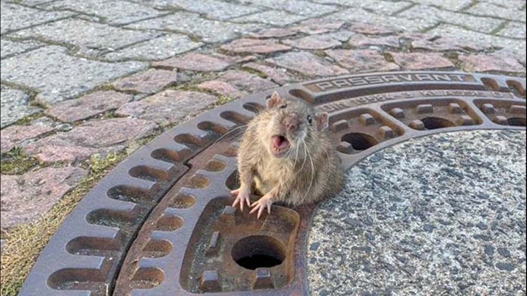 Article heading image for Fire Crew Called To Free Chunky Little Rat Who'd Gotten Stuck In A Manhole Cover