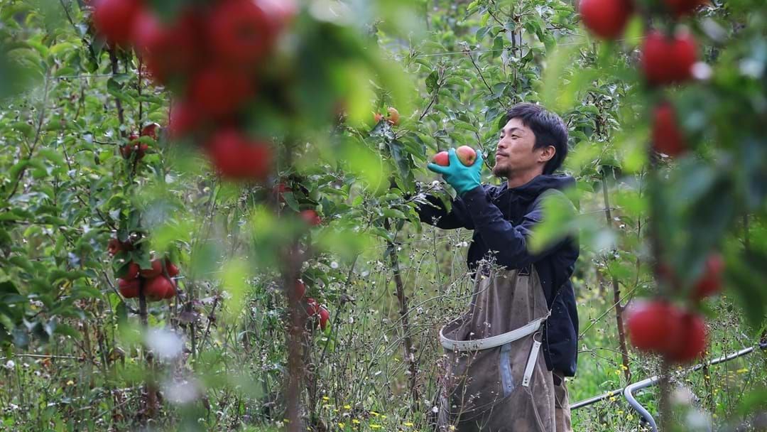 Article heading image for Will There Be Enough Fruit Pickers This Season?