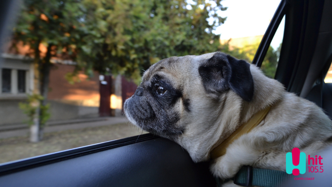 Article heading image for More Reports of Dogs in Hot Cars over the Weekend