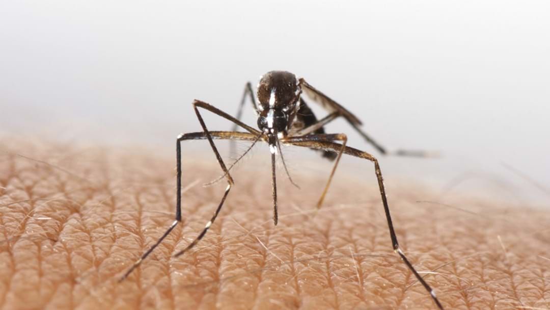 Article heading image for Andergrove, Slade Point and Mackay Harbour Will Get Mosquito Growth Regulator Sand Today