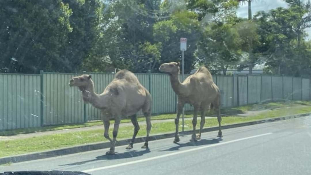 Article heading image for Two Camels Spotted Wandering The Streets Of Brisbane