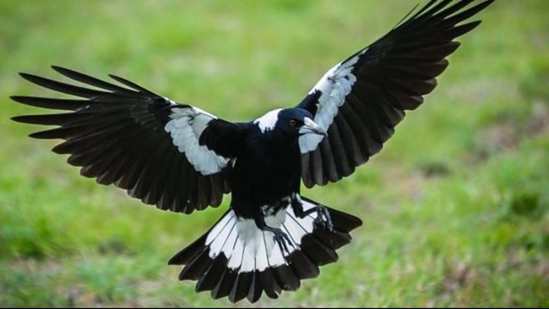 Article heading image for Welcome To Annandale, The Hot Spot For Magpie Attacks 