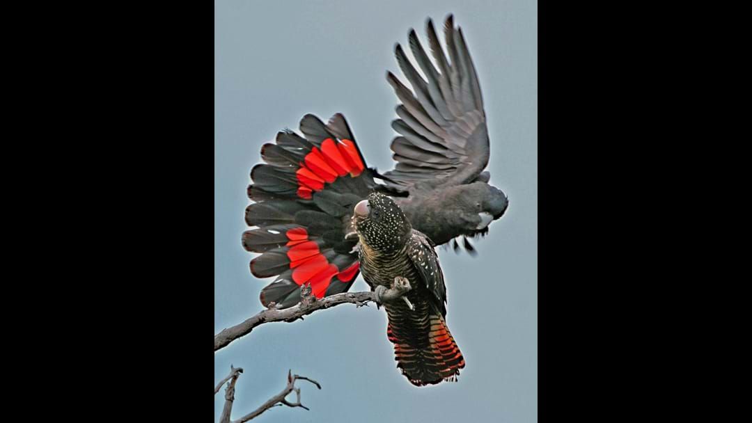 Article heading image for $3.2 million secured to help protect endangered South Eastern Red Tailed Black Cockatoo