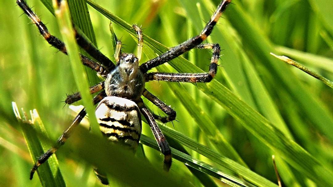 Article heading image for There Has Been An Outbreak of Spiders In Melbourne’s Suburbs So Check Your Backyard ASAP