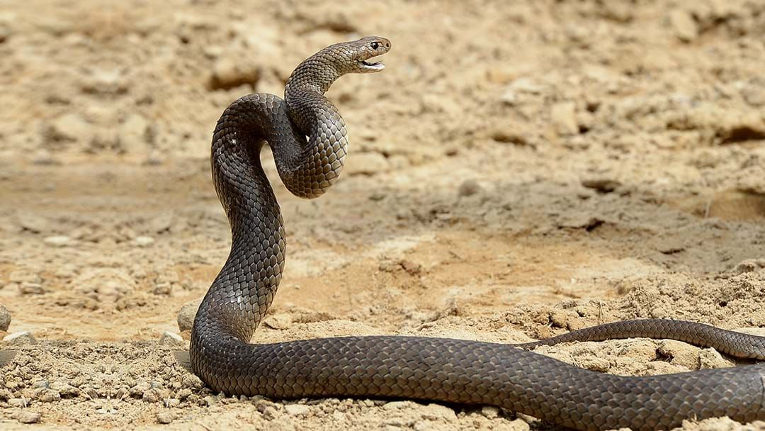 Article heading image for Brown Snake Attack Survivor Tells The Most Aussie Story