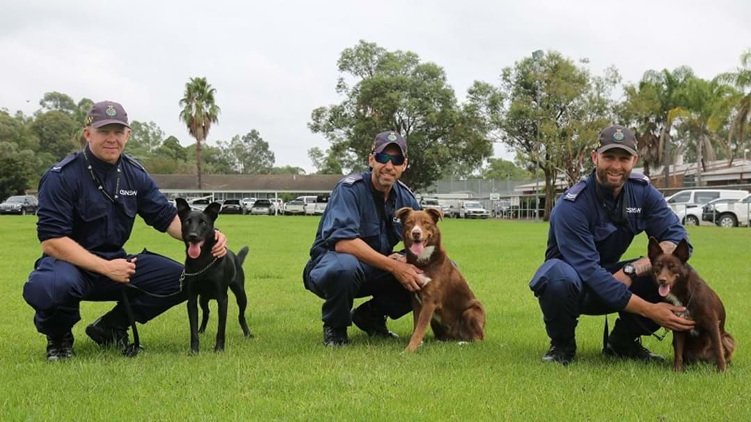 Article heading image for Paw Patrols for Local Prisons