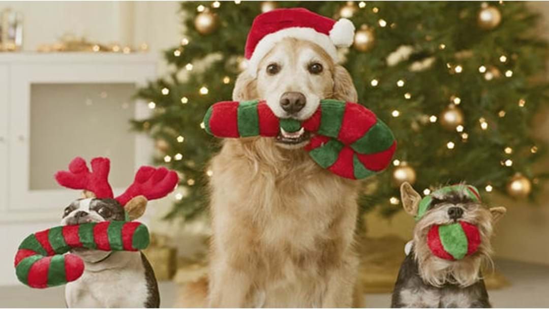 Article heading image for Council Encourages Responsible Pet Care this Christmas