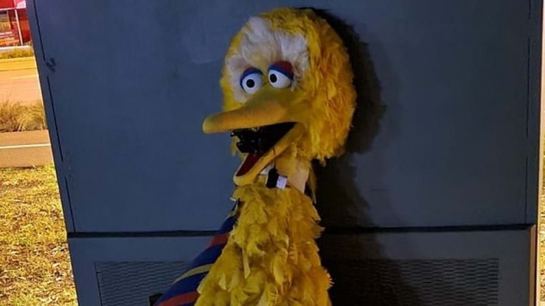 Article heading image for SA Police Seek Woman In Relation To Alleged Big Bird Costume Theft