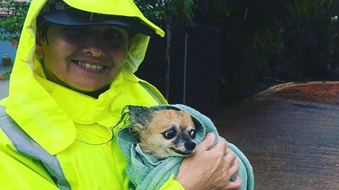 Article heading image for New Health Risks Facing Townsville Pets During Floods 