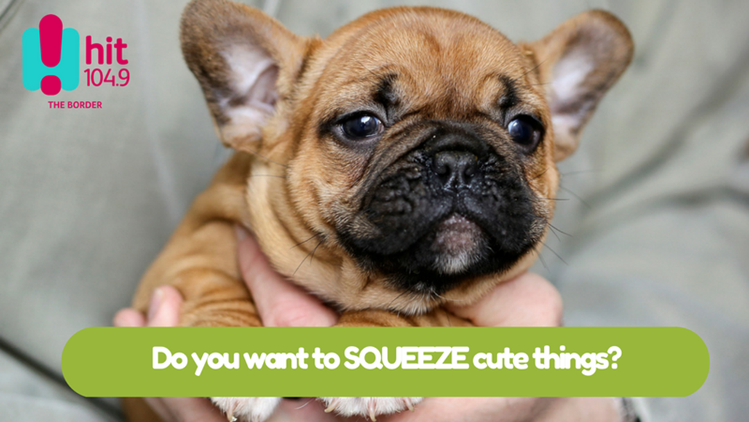 Article heading image for Do you just want to SQUEEZE cute things?