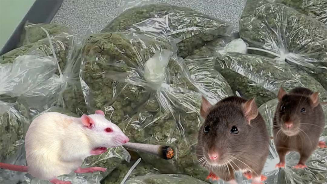 Article heading image for Argentinian Cops Fired After Claiming Mice 'Ate' Half A Ton Of Hash From A Police Warehouse