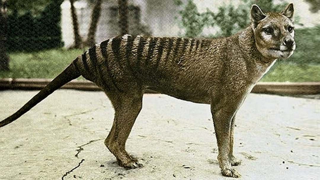 Article heading image for Tim Is Convinced The Tasmanian Tiger Still Exists, And Here's Why...