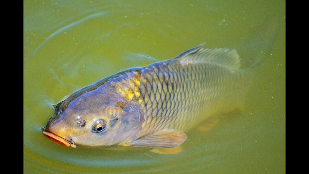Article heading image for Wagga Carp Meeting To Discuss Control Measures