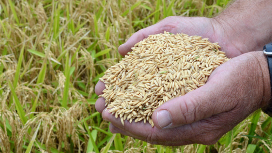 Article heading image for Who Are You Nominating For The 2019 Rice Industry Awards?